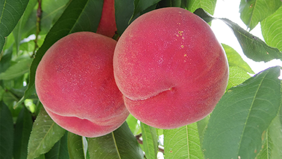 信州の桃「あかつき」秀3kg