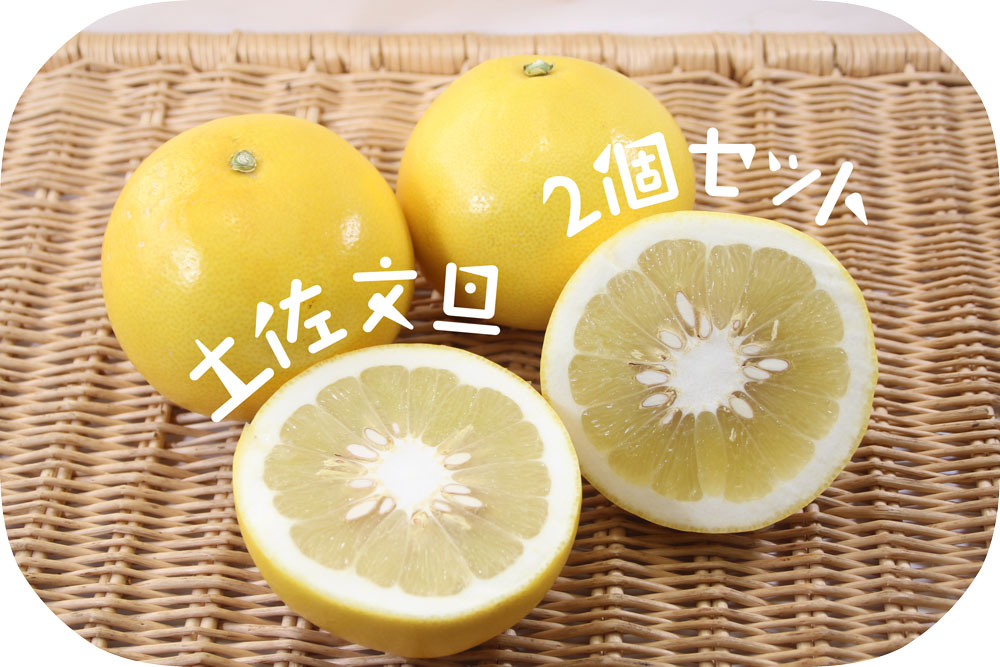 土佐文旦2個セット