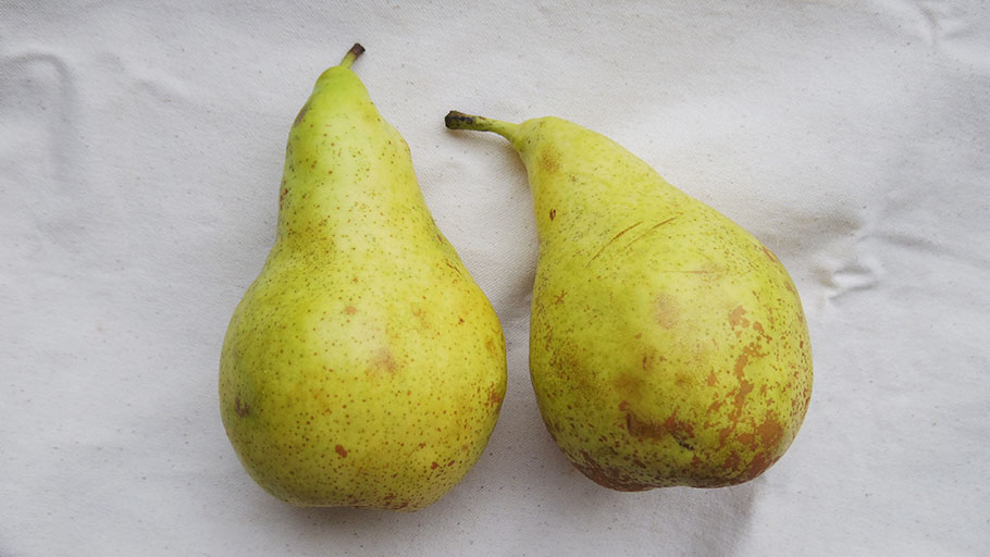 まし野さんの洋梨「コンフェレンス」