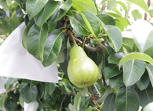 まし野さんの洋梨「コンフェレンス」 | 直販 - モクモクショップ