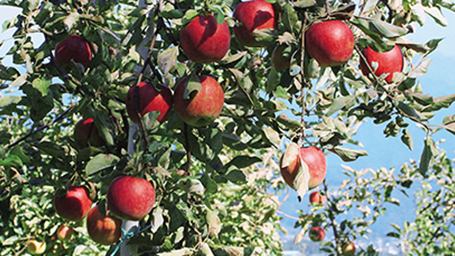 mocomocoページ　サンふじ　特大　農家直送 ましのワイナリー サンふじ 3個 | 直販 - モクモクショップ