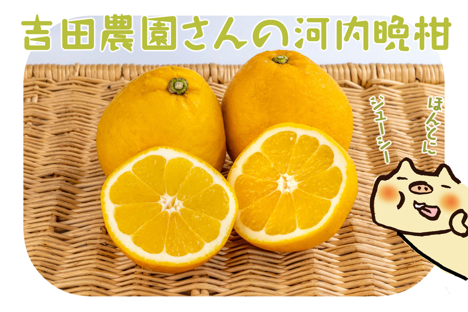 吉田農園の河内晩柑２玉