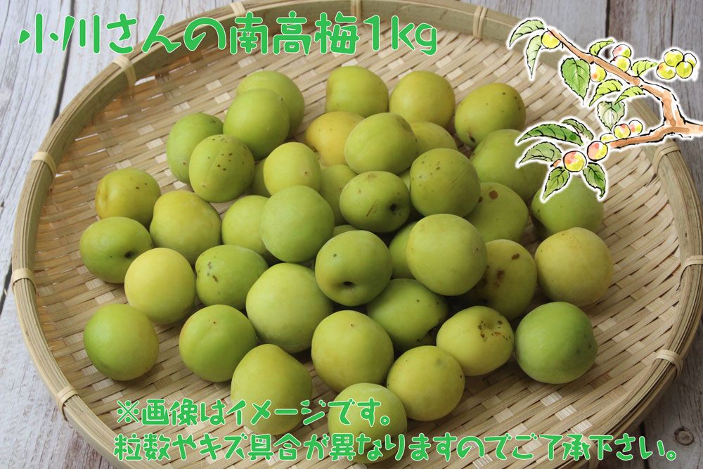 小川さんの南高梅1kg【月刊モクモク】