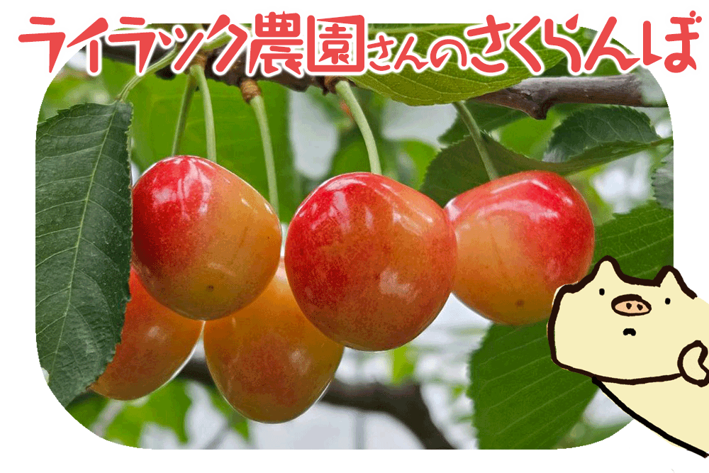 ライラック農園のさくらんぼ100g【6/23着】