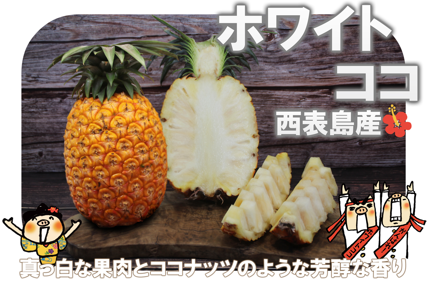 西表島産ホワイトココ