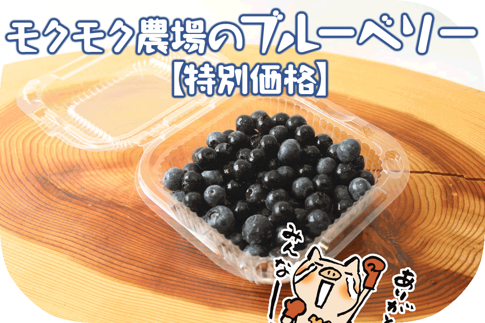 モクモク農場のブルーベリー【特別価格】